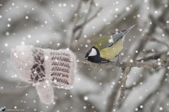 анимиран сняг зима птичка ръкавичка
